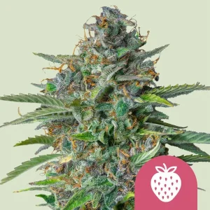 Blüte von Strawberry Cough von Royal Queen Seeds, Cannabissorte mit Erdbeeraroma.