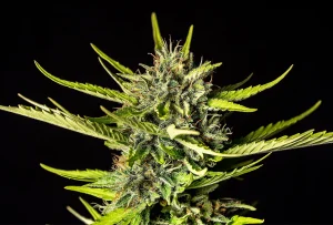 Blüte von Strawberry Haze Auto von Kannabia, selbstblühende Cannabissorte.