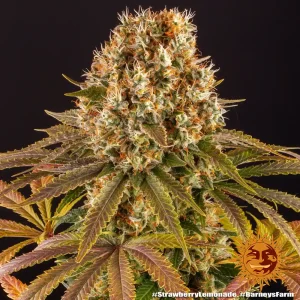 Harzige Blüte von Strawberry Lemonade von Barney's Farm, Cannabissorte.
