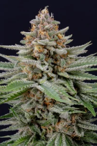 Harzige Blüte von Strawberry Pie Auto, selbstblühende Cannabissorte.