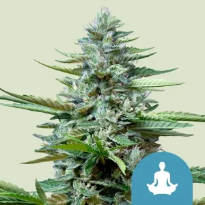 Harzige Blüte von Stress Killer CBD Auto von Royal Queen Seeds, selbstblühende Cannabissorte.