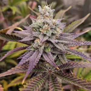 Nahaufnahme der Blüte von Sugar Bomb Punch, Cannabissorte.
