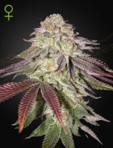 Blüte von Sugarlato Auto von Green House, selbstblühende Cannabissorte.