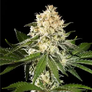 Blüten von Sunset Sherbet Go Fast von Kannabia, schnell blühende Cannabissorte.