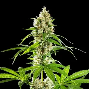 Bunte Blüten von Sunset Sherbet von Kannabia, Cannabissorte.