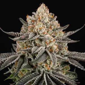 Stark bereifte Blüte von Super Boof von Barney's Farm, Cannabissorte.