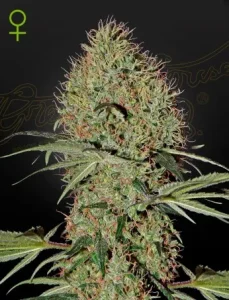 Blüte von Super Bud Auto von Green House, selbstblühende Cannabissorte.