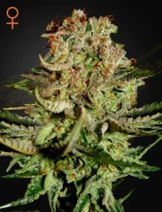 Blüte von Super Bud von Green House, Cannabissorte.