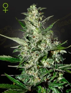 Blüte von Super Critical Auto von Green House, selbstblühende Cannabissorte.