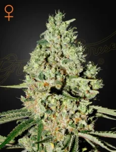 Blüte von Super Critical von Green House, ertragsstarke Cannabissorte.