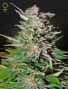 Blüte von Super Lemon Haze Auto von Green House, selbstblühende Cannabissorte.