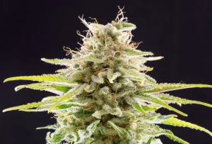 Blüte von Super OG Kush von Kannabia, Cannabissorte.