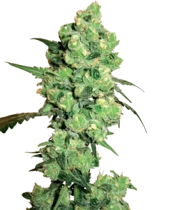Blüte von Super Skunk von Sensi Seeds, klassische Cannabissorte.