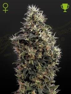 Blüte von Sweet Mango Auto von Green House, selbstblühende Cannabissorte mit Mango-Aroma.