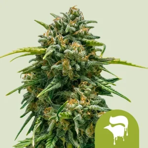 Harzige Blüte von Sweet Skunk Auto von Royal Queen Seeds, selbstblühende Cannabissorte.