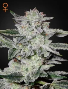 Blüte von Sweet Valley Kush von Green House, Cannabissorte.