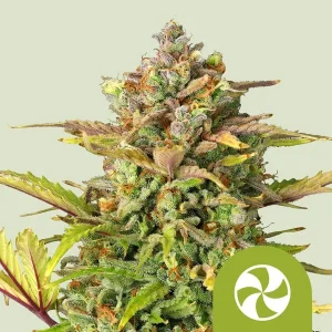 Harzige Blüte von Sweet ZZ Auto von Royal Queen Seeds, selbstblühende Cannabissorte.
