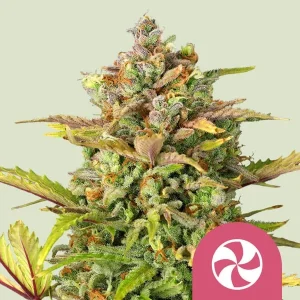 Harzige Blüte von Sweet ZZ von Royal Queen Seeds, Cannabissorte.