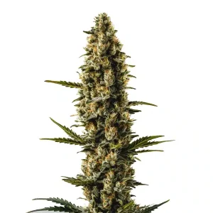 Pflanze von Sweety Auto von Blimburn Seeds in der Blütephase, selbstblühende Cannabissorte.