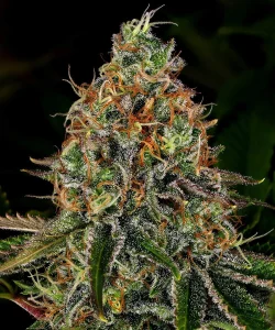 Harzige Blüte von Tangerine Dream Auto von Barney's Farm, selbstblühende Cannabissorte.