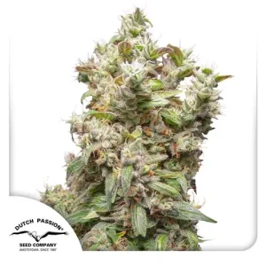 Blüte von THC-Victory, THCV-reiche Cannabissorte.