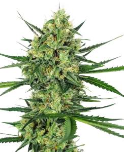 Blüte von Tangerine Sugar von Sensi Seeds, Cannabissorte mit Zitrusaroma.