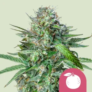 Blüte von Tangie von Royal Queen Seeds, Cannabissorte mit Mandarinenaroma.