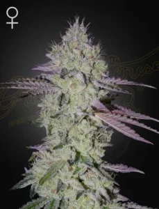 Blüte von Tarte Tatin von Green House, Cannabissorte.