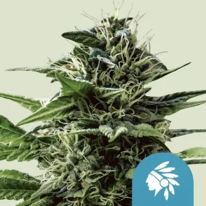 Pflanze von Tatanka Pure CBD von Royal Queen Seeds in der Blütephase, CBD-reiche Cannabissorte.