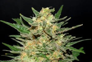 Blüte von Thai Fantasy von Kannabia, Sativa-Cannabissorte.