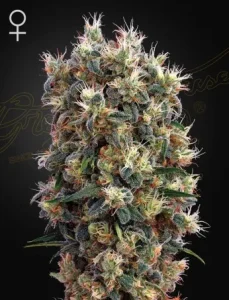 Blüte von The Church von Green House, Cannabissorte.