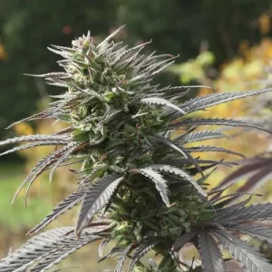Harzige Blüte von Think Fast, Cannabissorte.