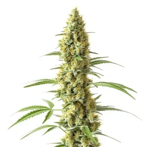 Pflanze von Tijuana in der Blütephase, Cannabissorte von Blimburn Seeds.