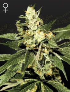 Blüte von Trainwreck von Green House, Cannabissorte.
