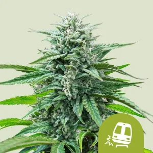Blüte von Trainwreck Auto von Royal Queen Seeds, selbstblühende Cannabissorte.