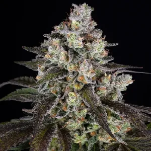 Bereifte Blüte von Trainwreck, Cannabissorte.