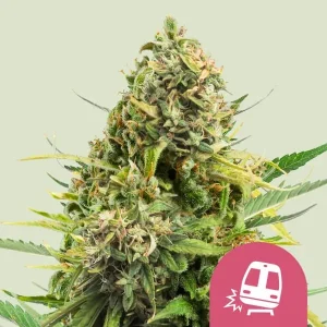 Blüte von Trainwreck von Royal Queen Seeds, Cannabissorte.