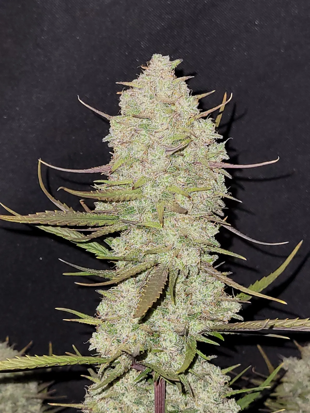 Harzige Blüte von Tropicana Cookies Auto, selbstblühende Cannabissorte.