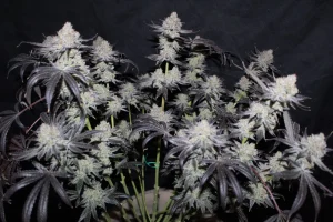 Harzige Blüte von Tropicana Cookies FF von Fast Buds, Cannabissorte.