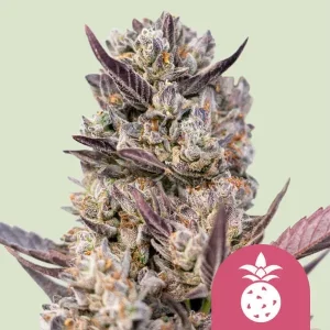 Blüte von Tropicana Cookies Purple, Cannabissorte mit violetten Tönen.