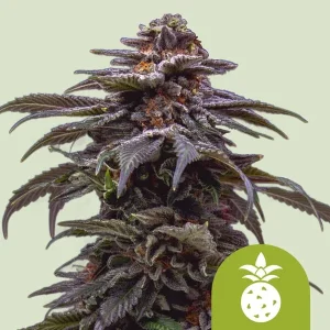 Blüte von Tropicana Cookies Purple Auto, selbstblühende Cannabissamen.