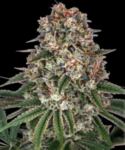 Harzige Blüte von Tropicanna Banana von Barney's Farm, Cannabissorte.