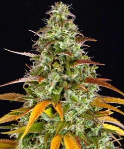 Harzige Blüte von Watermelon Z OG Auto von Barney's Farm, selbstblühende Cannabissorte.