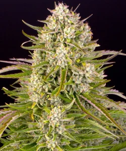 Harzige Blüte von Wedding Cake Auto von Barney's Farm, selbstblühende Cannabissorte.