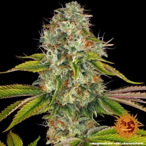 Harzige Blüte von Wedding Cake von Barney's Farm, Cannabissorte.