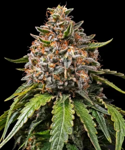 Blüte von White Widow XXL von Barney's Farm, Cannabissorte.