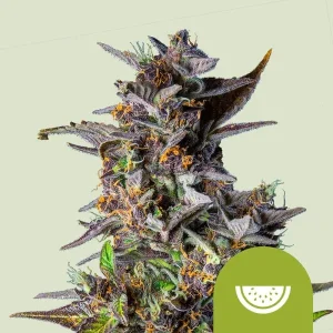 Pflanze von Watermelon Auto von Royal Queen Seeds in der Blütephase, selbstblühende Cannabissorte.