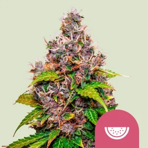 Harzige Blüte von Watermelon von Royal Queen Seeds, Cannabissorte.