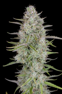 Harzige Blüte von Wedding Cheesecake Auto, selbstblühende Cannabissorte.