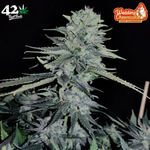 Harzige Blüte von Wedding Cheesecake FF von Fast Buds, Cannabissorte.